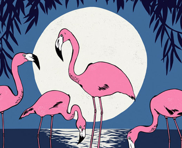 MOONLIGHT FLAMINGOS